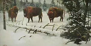   - Their three - bison