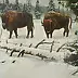 Tadeusz Gazda - Their three - bison