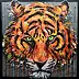 Paweł Świderski - Tiger