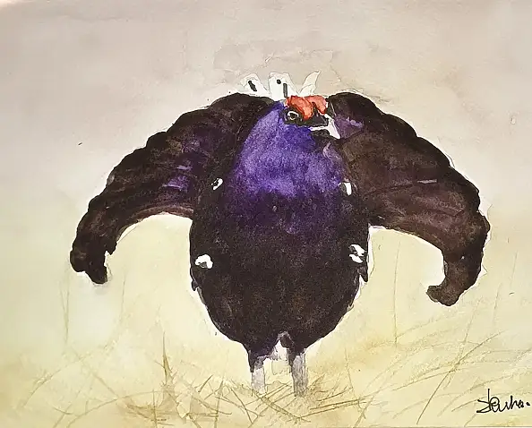 Zdzisław Rutkowski - Il gallo cedrone che squittisce