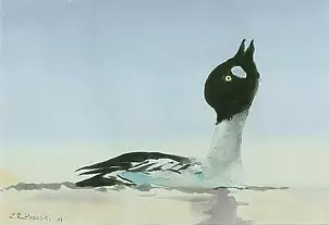 Zdzisław Rutkowski - Tokujący male goldeneye