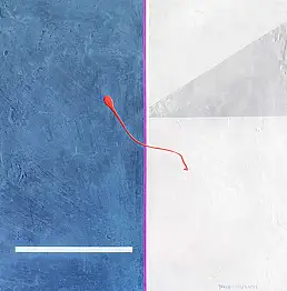 Jakub Margasinski, Toucher, Peinture acrylique - panneau, 55 x 55