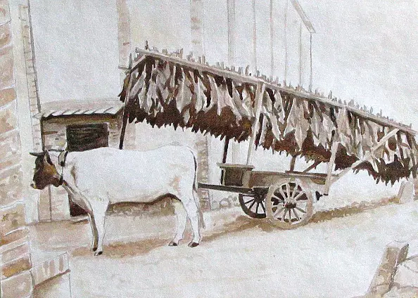 Simona Fiaschi - Transport tytoniu