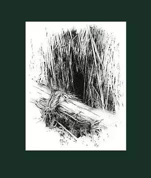 Grażyna Majewska - Drzewoczas VI