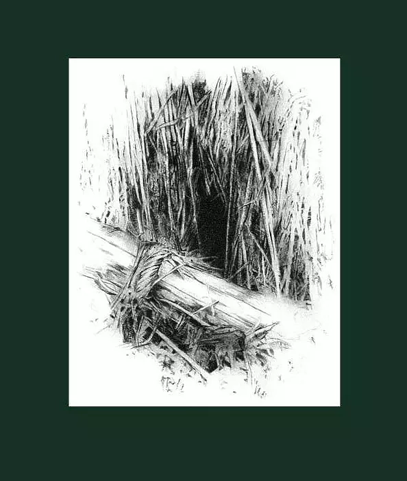 Grażyna Majewska - Drzewoczas VI