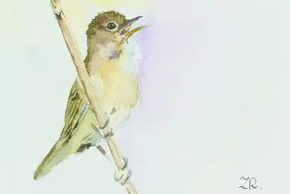 Zdzisław Rutkowski - Trzcinniczek