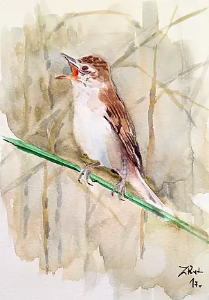 Zdzisław Rutkowski - Trzcinniczek