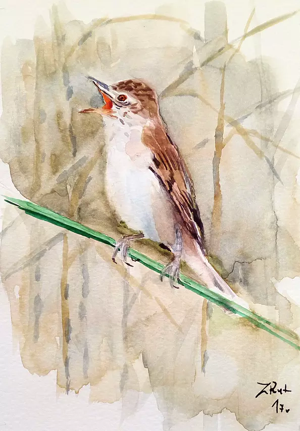 Zdzisław Rutkowski - reed