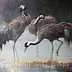 Ewa Lasek - three cranes