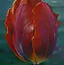 Barbara Sikorski - tulipe