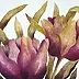 Anna Wojciechowska Paprocka - Tulipany VI