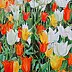 Katarzyna Kogutowicz - Tulips