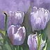 Zdzisław Rutkowski - tulips