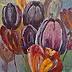 Magdalena Różycka - tulips