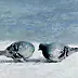 Piotr Pilawa - Dwa gołębie w śniegu