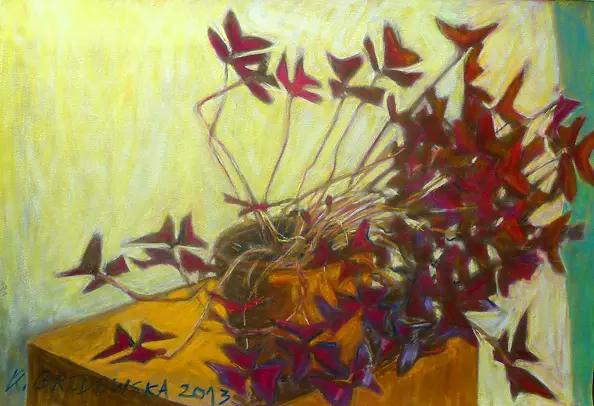 Katarzyna Brodowska - Trzykrotka miłości