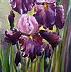 Małgorzata Mutor - Irises Purple