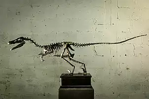 Dawid Rogiński - Velociraptor