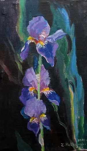Zdzisław Rutkowski - Irysy fioletowe na ciemnym tle