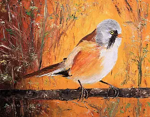 Radosław Popek - WĄSATKA - POLISH BIRDS