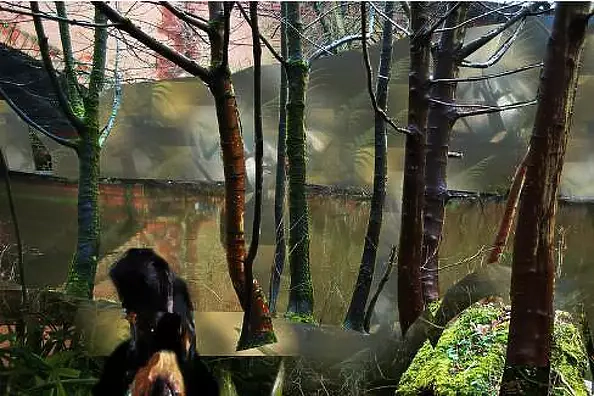 Mia Nelle Droschler - Walking In The Woods