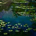 Loktev Denis - Water Lilies 