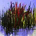 Mario Zampedroni - Water grass 