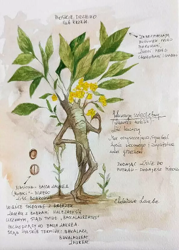 Adriana Laube - "Wawrzyn szlachetny (liść laurowy) - magiczne zastosowanie"