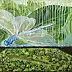 Anna Jakubowska - Dragonfly 1