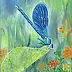 Urszula Nieborak - Dragonfly
