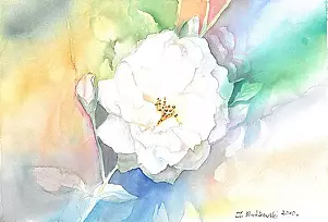 Zdzisław Rutkowski - Biała róża
