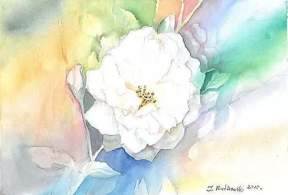 Zdzisław Rutkowski - Biała róża