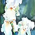 Zdzisław Rutkowski - Irises and white on a dark background