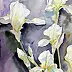 Zdzisław Rutkowski - Irises blanc sur fond violet
