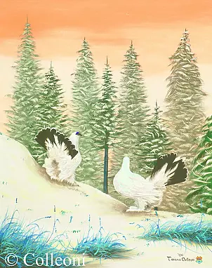 Tiziana Colleoni - white grouse