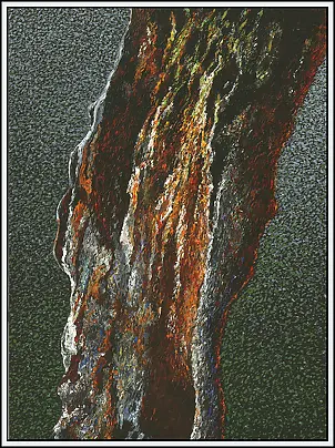 Marek Chomczyk - Willow