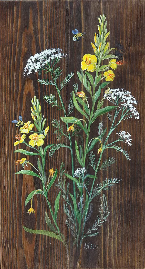 Katarzyna Niemczak - Evening primrose and yarrow