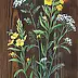 Katarzyna Niemczak - Evening primrose and yarrow