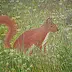 Antonina Radzięda - squirrel