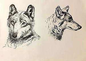 Rafał Czwichocki - Two wolves