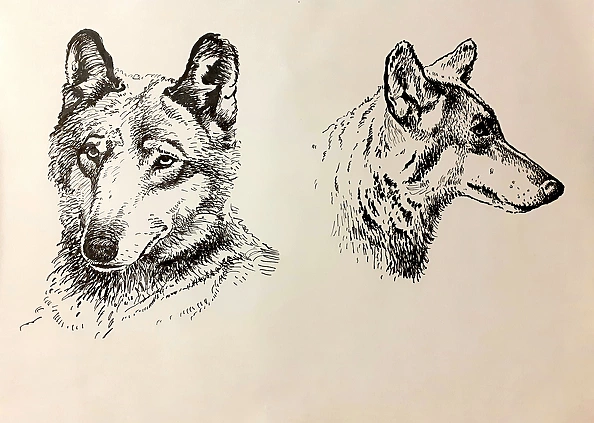 Rafał Czwichocki - Two wolves