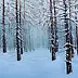 Małgorzata Mutor - Winter in the forest