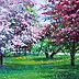 Zbigniew Starczewski - Spring orchard