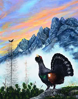 Tiziana Colleoni - capercaillie