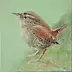Gosia Bolwijn Wiese - Wren