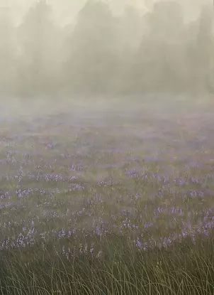   - A moor in the fog.