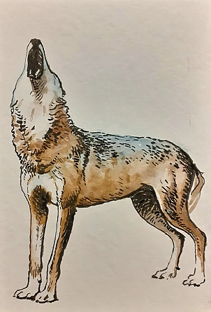 Rafał Czwichocki - Wyjący wilk