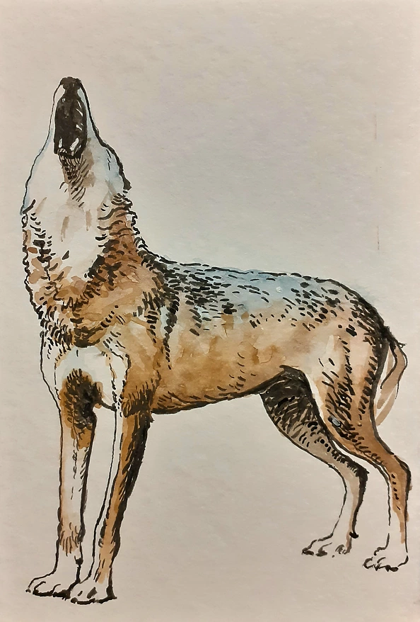 Rafał Czwichocki - Howling Wolf