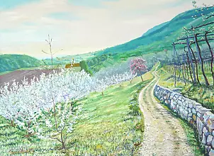   - In Lumignano to Casteger (VI); the trees czereśniowymi