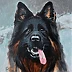 Agnieszka Długołęcka - From the "DOGS" series - German Shepherd